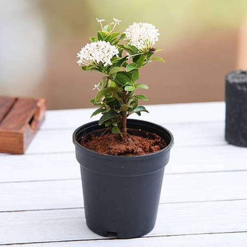 Ixora Long (Singapore Hybrid Ixora) - Plant